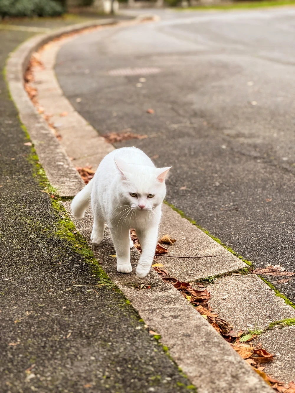 Animal portrait from Other trip