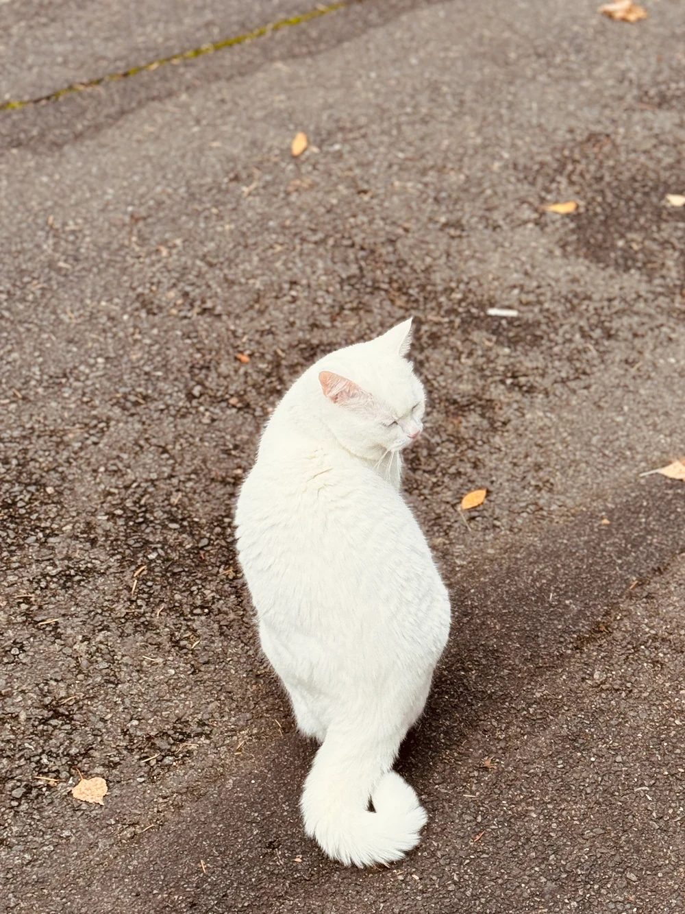 Animal portrait from Other trip (close up)