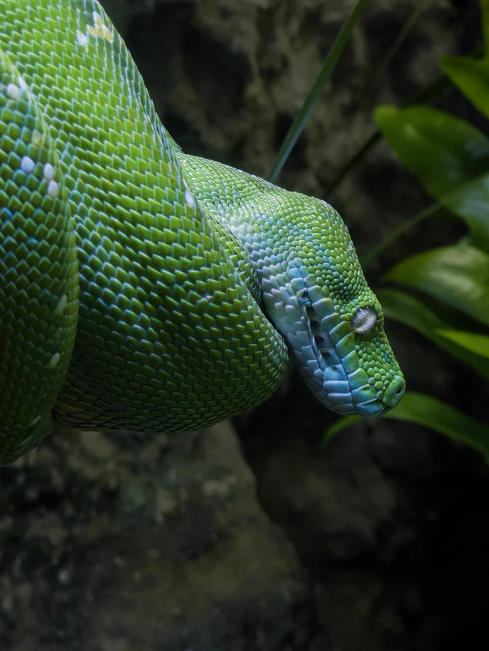 Animal portrait from Sweden trip